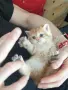 Шотландска златна чинчила, снимка 2