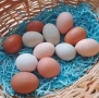 оплодени и проверени Яйца АМРОК -Разплодни яйца за люпене от кокошки породата Амрок, снимка 8