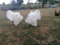 Пуяци и гъски!! , снимка 3
