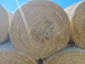 Бали овес със зърното, снимка 2