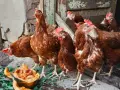 Кокошки носачки Ломан Браун, снимка 1