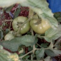 Предлагам разсад стари български сортове домати, снимка 3 - Сортови семена и луковици - 24154757