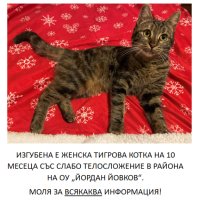 Изгубена тигрова котка гр.Варна, снимка 1 - Изгубени/намерени - 44292579