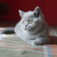 Британски котета, снимка 2 - Британска късокосместа - 10443215