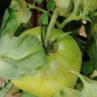 Предлагам разсад стари български сортове домати, снимка 7 - Сортови семена и луковици - 24154757