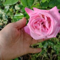 Резник красива роза 💥, снимка 2 - Градински цветя и растения - 37002777