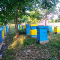 пчелен мед от производител 2023г, снимка 11 - Пчелни продукти - 27698721