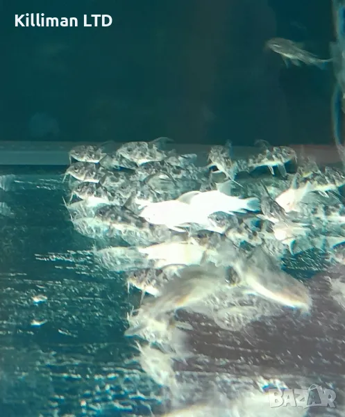 Коридорас палеатус, снимка 1