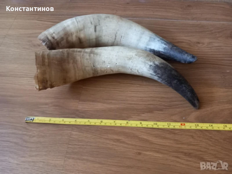 Големи рога за барутници, снимка 1