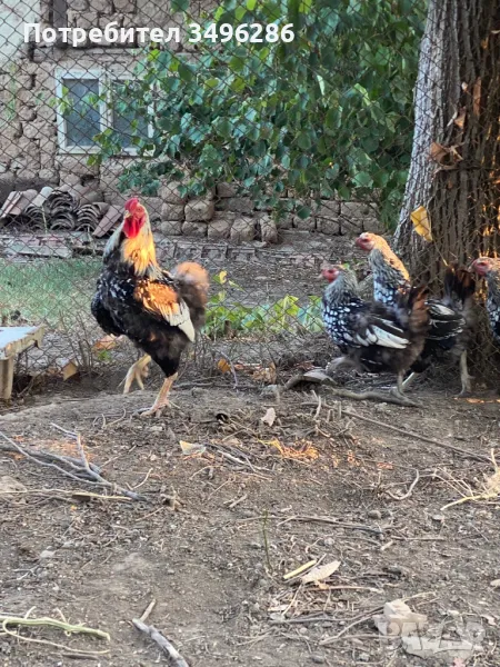 Оплодени яйца от Сребърен Виандот, снимка 1