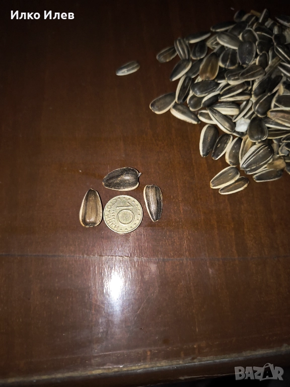 Едър слънчоглед за птици , снимка 1