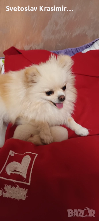 Мини пумеранчета, снимка 1