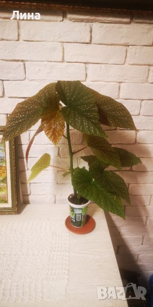 Бегония/ Begonia Corallina de lucerna/, снимка 1