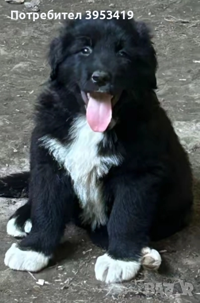 каракачански кученца , снимка 1