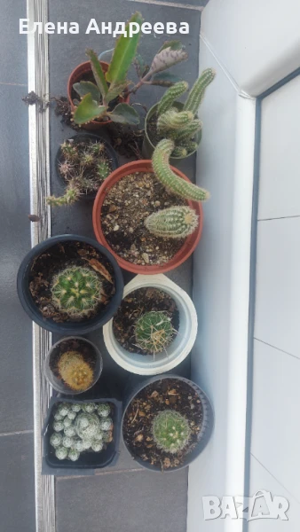 Микс от кактуси и живораждащо каланхое, снимка 1
