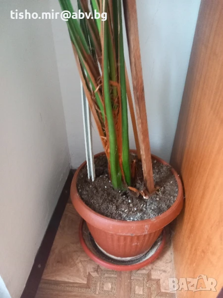 финикова канадска палма, снимка 1