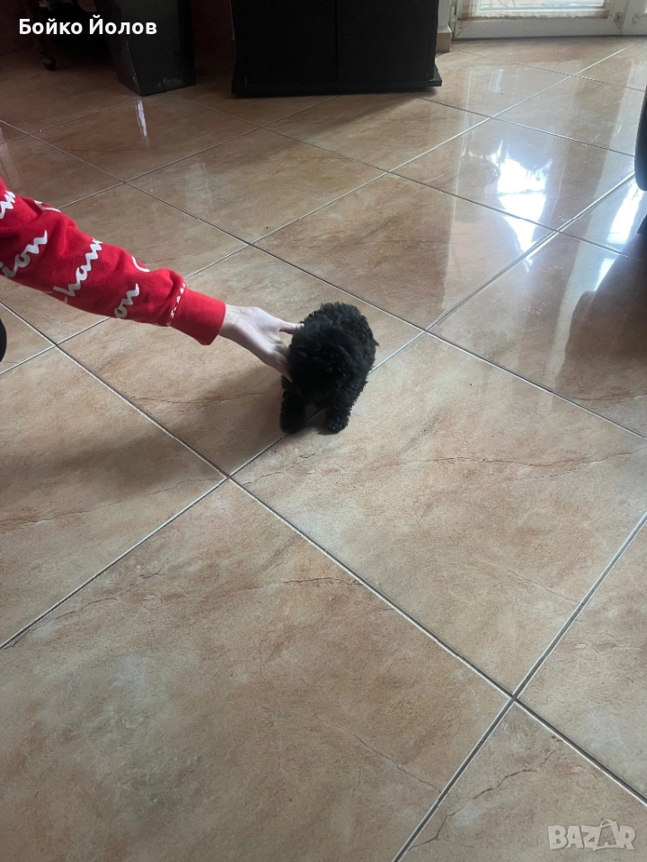 Мини, мини пуделче, снимка 1