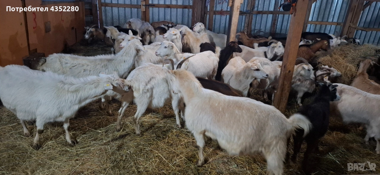 Кози 110 €, снимка 1