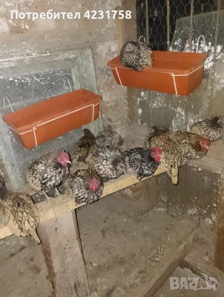 продавам златен зибрайт, снимка 1