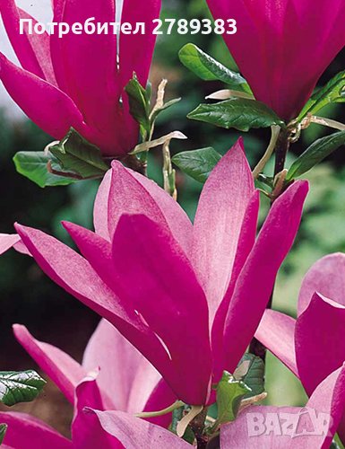 Магнолия Susan , снимка 1