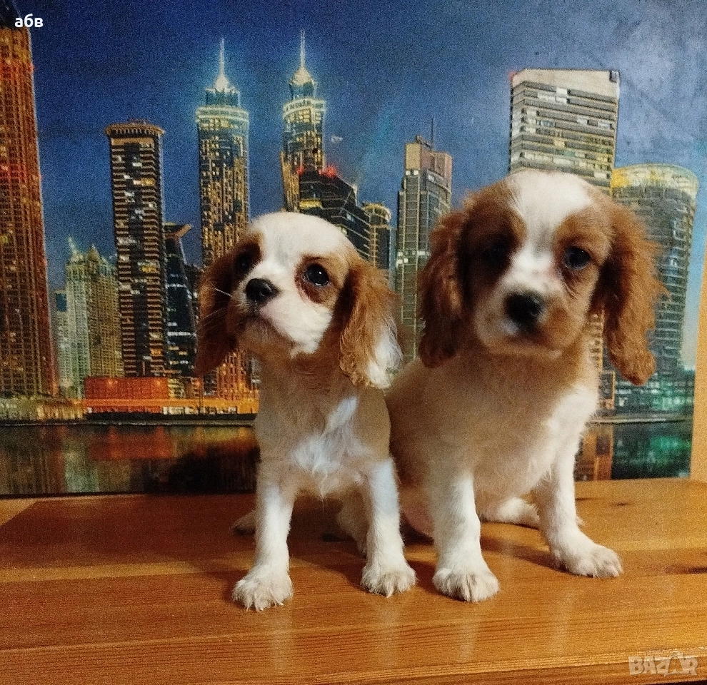 Кавалер кинг чарлз шпаньол , снимка 1