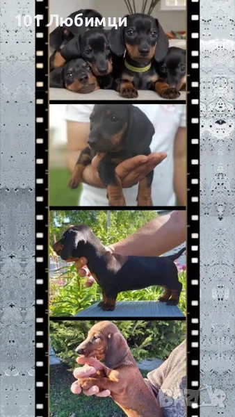 Стандартни Дакели , снимка 1