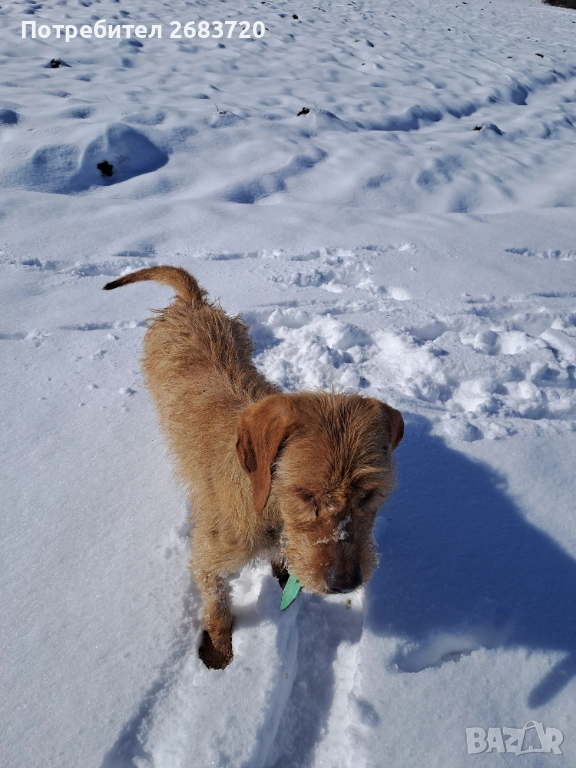 Барак на 3 г. Мъжко , снимка 1