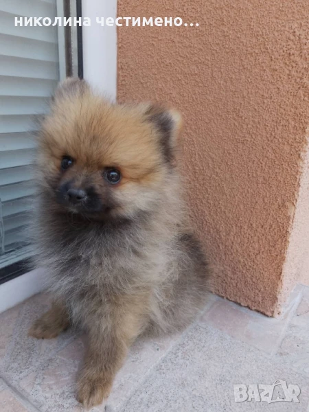 померан , снимка 1