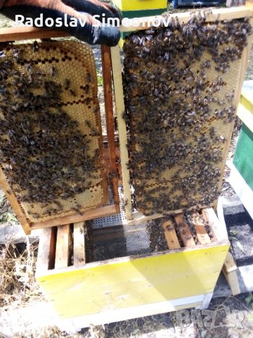 пчелни семейства и отводки, снимка 4 - Други животни - 24970936
