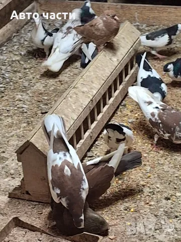 пазарджишки високолетачи със добри постижения , снимка 11 - Гълъби - 49029534