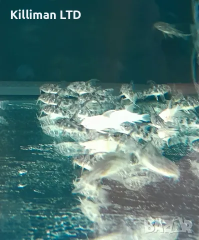 Коридорас палеатус