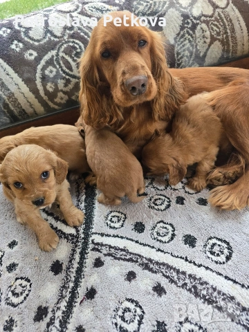 чистокръвни Кокер Шпаньоли, снимка 5 - Кокер шпаньол - 54086951