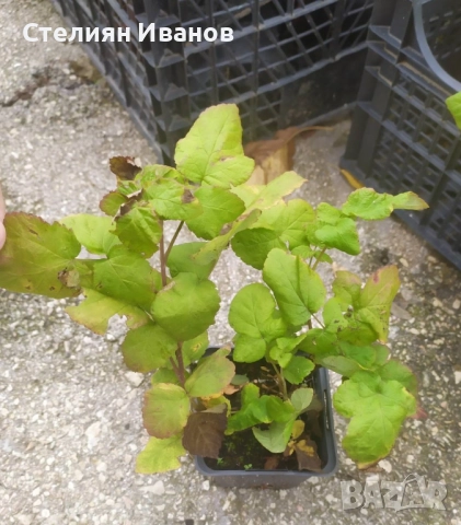 Тайбери (хибрид между малина и къпина, къпино-малина), снимка 3 - Градински цветя и растения - 52354348