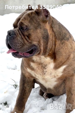 American Bully XL, снимка 7 - Други - 52942066