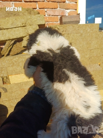 бок каракачанка , снимка 4 - Каракачанска овчарка - 52791726