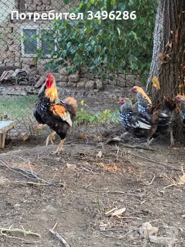 Оплодени яйца от Сребърен Виандот, снимка 1