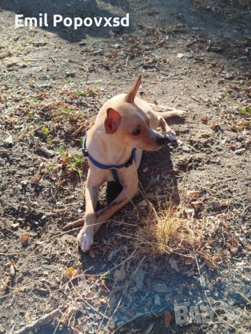 Сърнист Пинчер