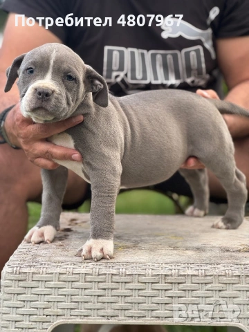 Американско були Хл, снимка 5 - Други - 54314440