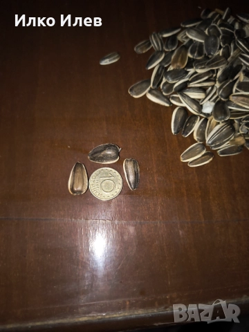 Едър слънчоглед за птици 