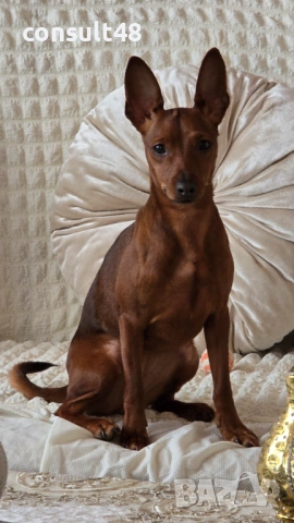 Продавам цверг пичнчер