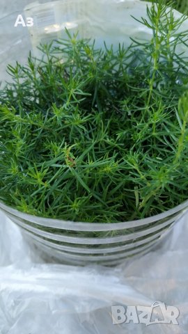 Продавам цветя Флокс за градината - разсад за пролетно засаждане, снимка 4 - Разсади - 28716156