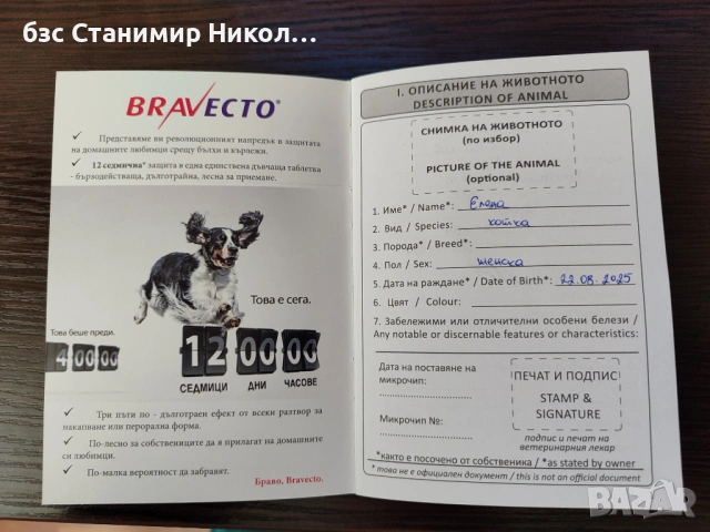Женска екзотична котка на 5 месеца., снимка 7 - Персийска - 52945926