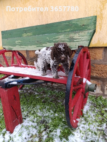 Логото романоел, снимка 3 - Кокер шпаньол - 52895938