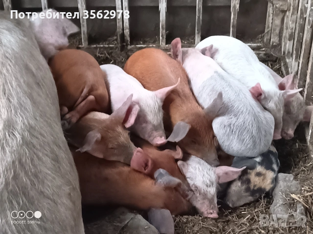 прасенца , снимка 11 - Прасета - 52020221