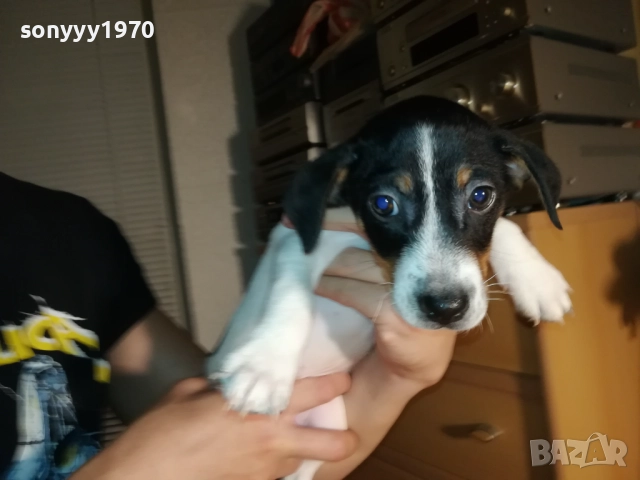 КУЧЕНЦЕ ДЖАК РЪСЕЛ 250ЛВ С ВАКСИНА И ПАСПОРТ 2310251706, снимка 3 - Джак ръсел териер - 52157021