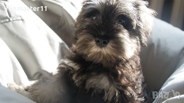 Мини шнауцер кученца, снимка 5 - Други - 54112300