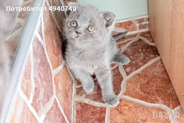 британски котки, снимка 7 - Британска късокосместа - 55963541