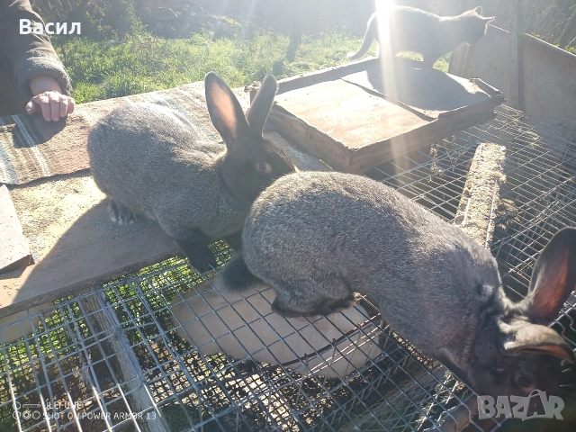 Зайци домашни , снимка 6 - Други животни - 51395663