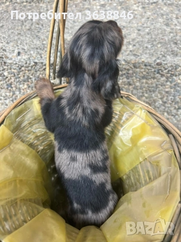 Дългокосмест дакел, снимка 4 - Дакели - 52450980