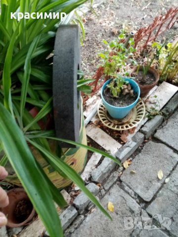 шмиргел, снимка 2 - Други машини и части - 37596131